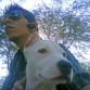 dogo argentino cruza con pitbull